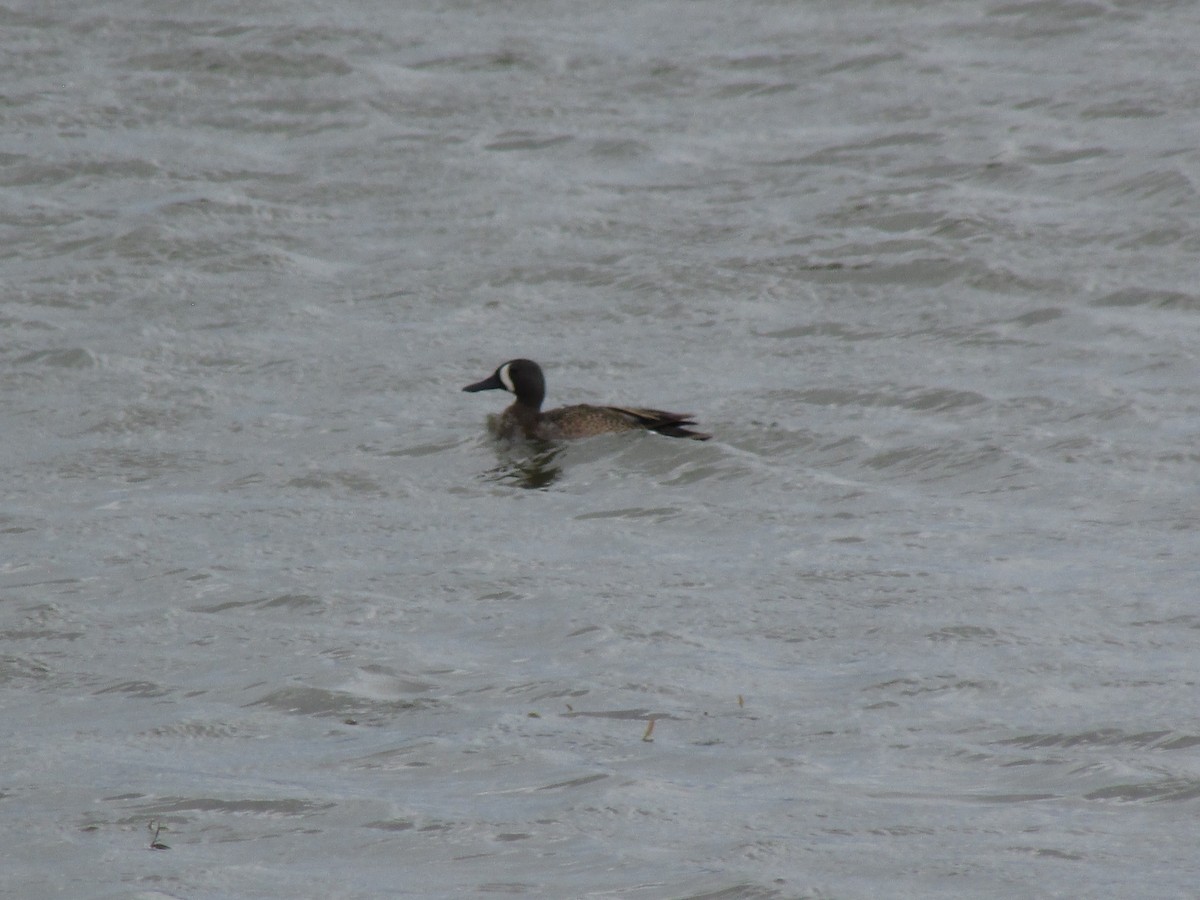 Blue-winged Teal - ML619739141