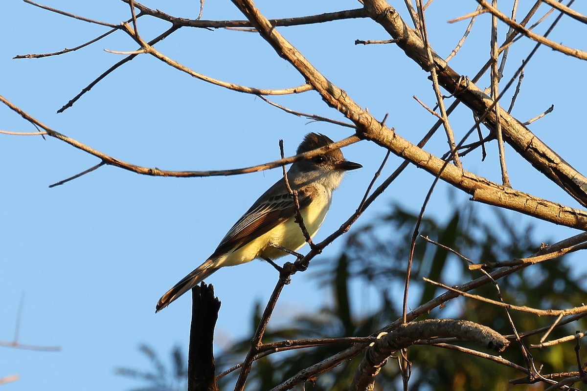 Brown-crested Flycatcher - ML619739161