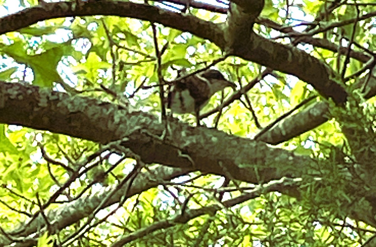 Yellow-billed Cuckoo - ML619739202