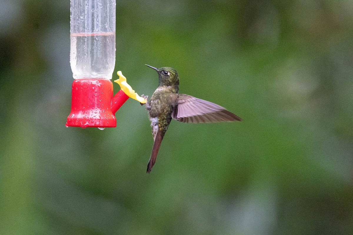kolibřík dřišťálový (ssp. tyrianthina/quitensis) - ML619739247