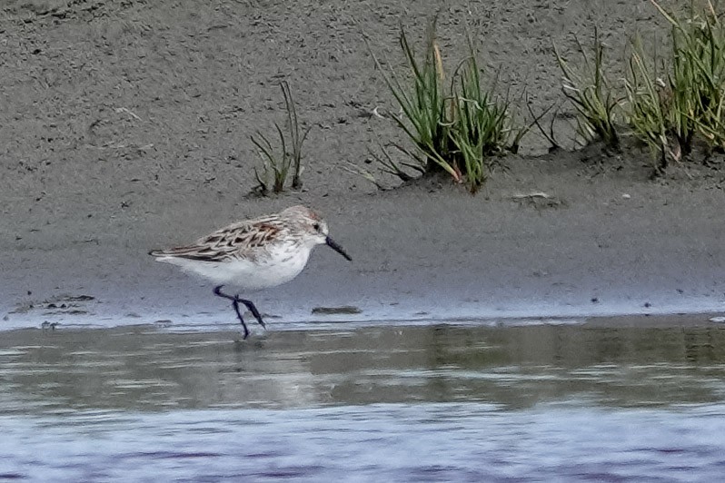 Western Sandpiper - ML619739266