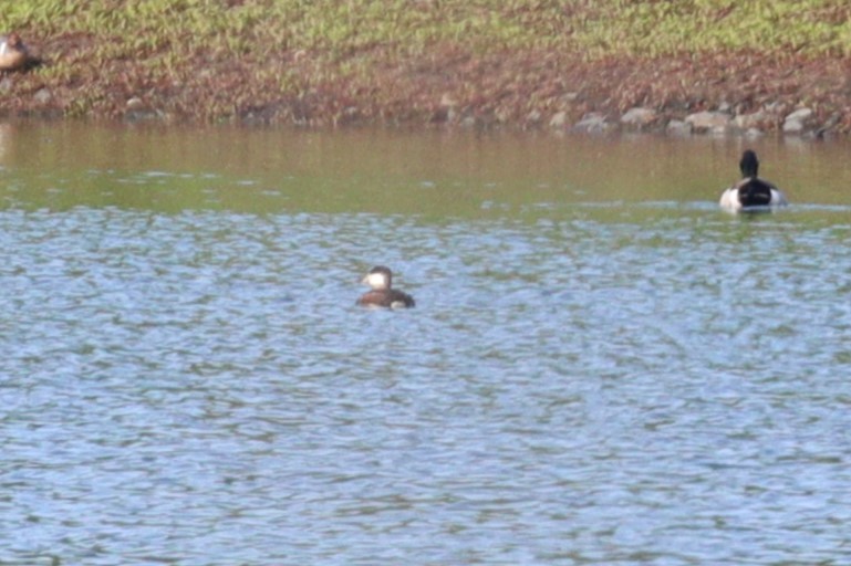 Ruddy Duck - ML619739281