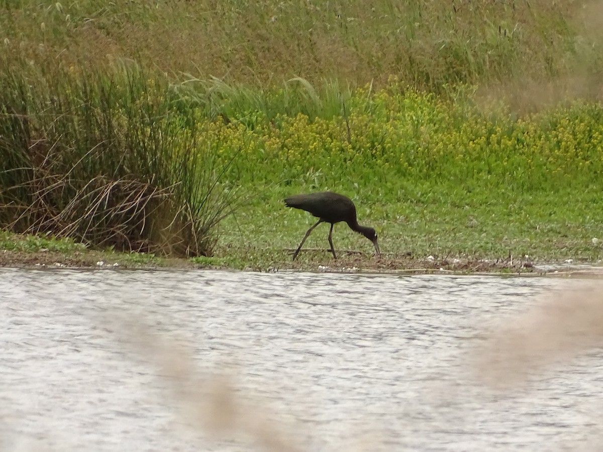 ibis hnědý - ML619739283