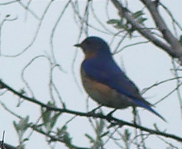 Eastern Bluebird - ML619739306