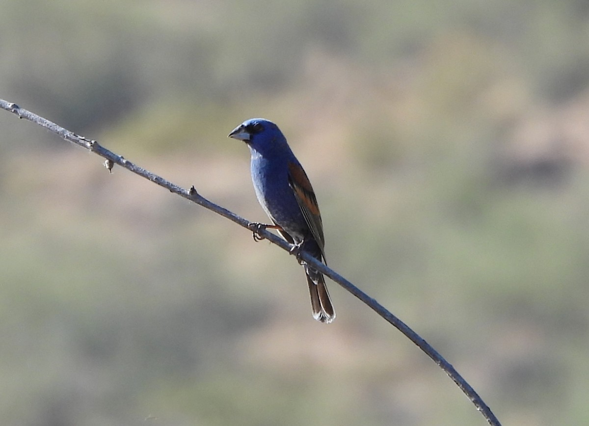 Blue Grosbeak - ML619739307