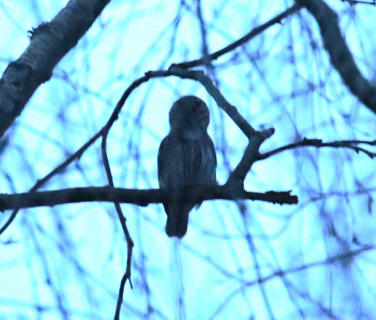 Eurasian Pygmy-Owl - ML619739335