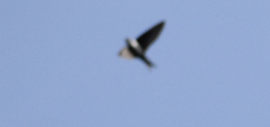 Black-capped Swallow - ML619739347