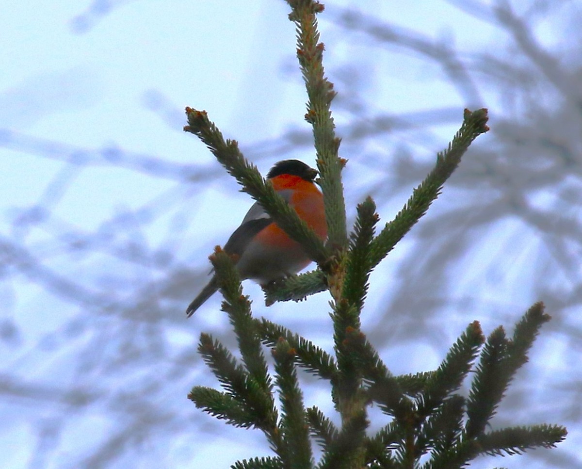 Eurasian Bullfinch (Eurasian) - sean clancy