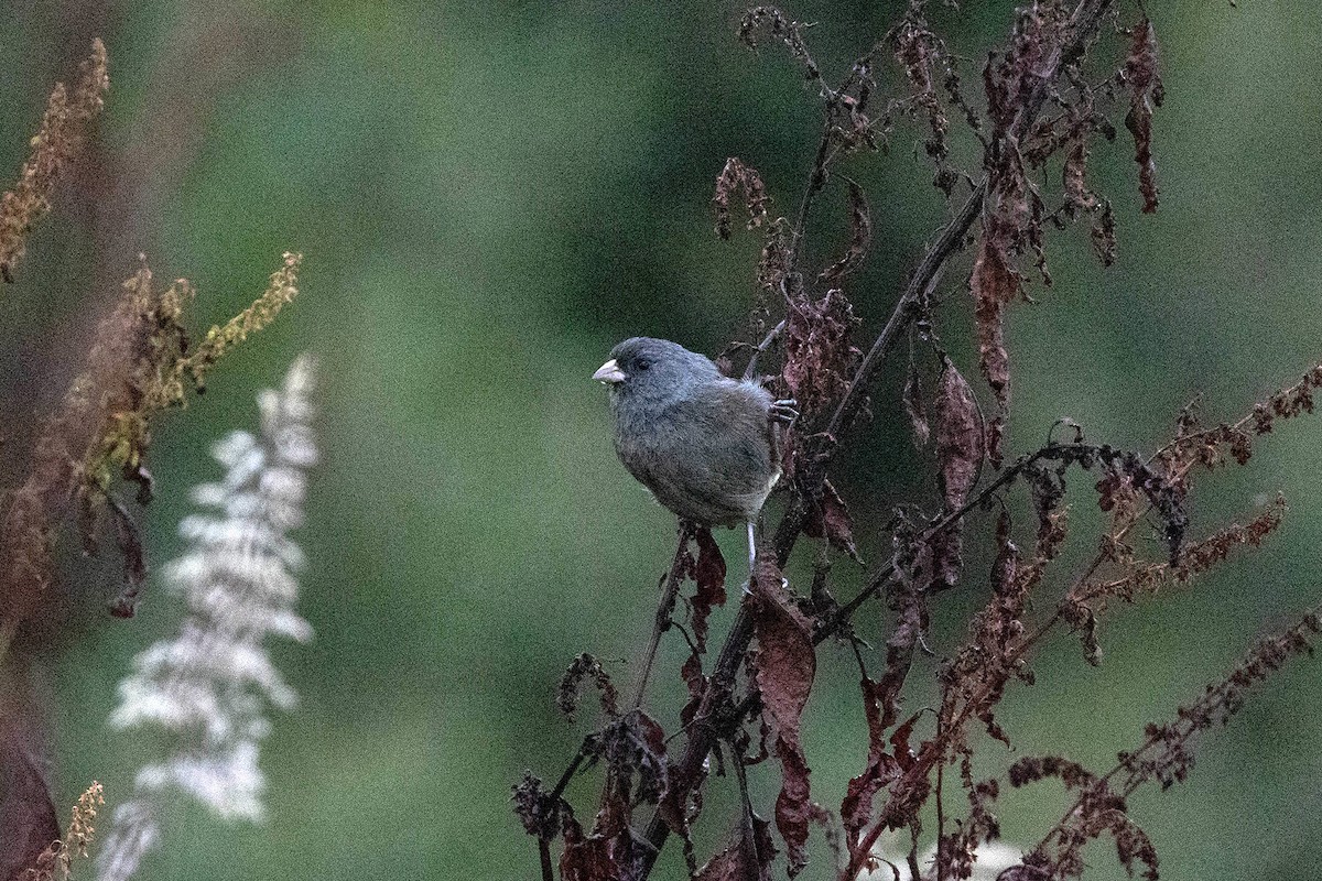 Cataménie du paramo - ML619739404