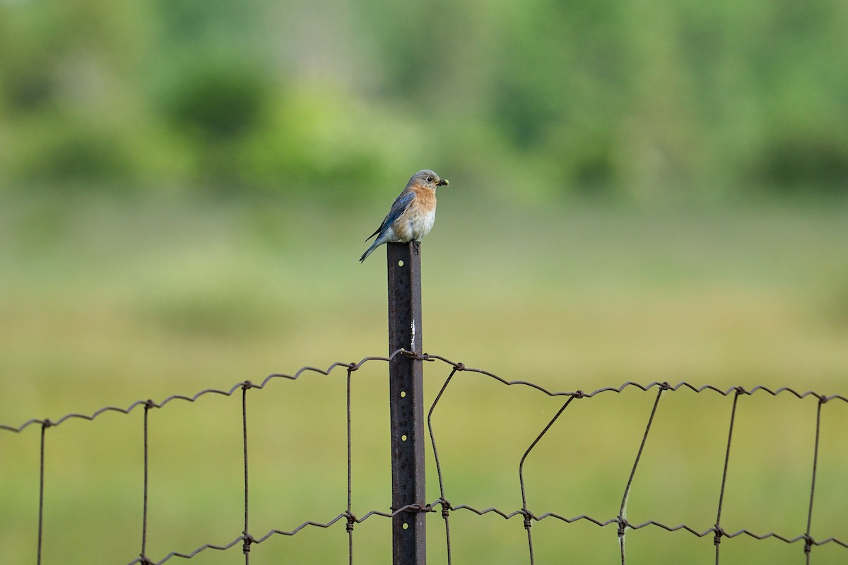 Eastern Bluebird - ML619739406