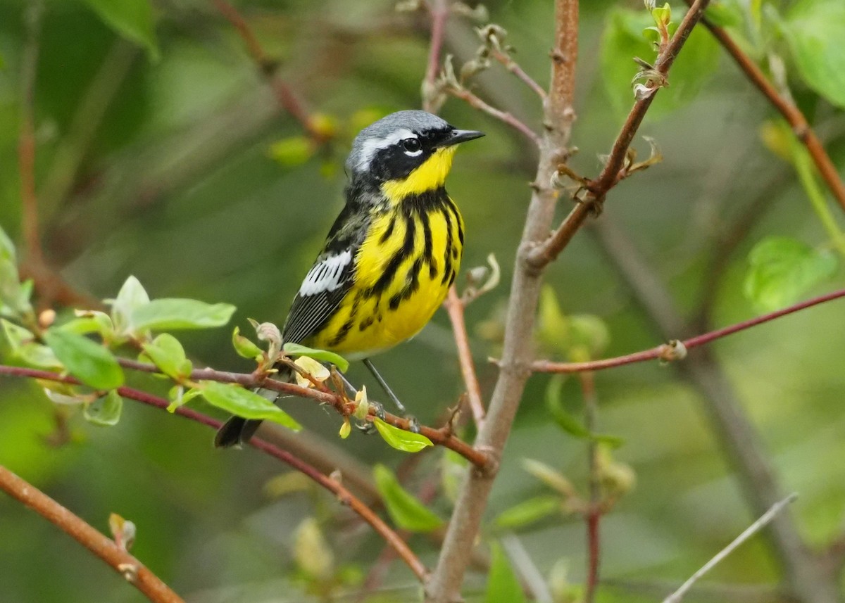 Magnolia Warbler - ML619739423