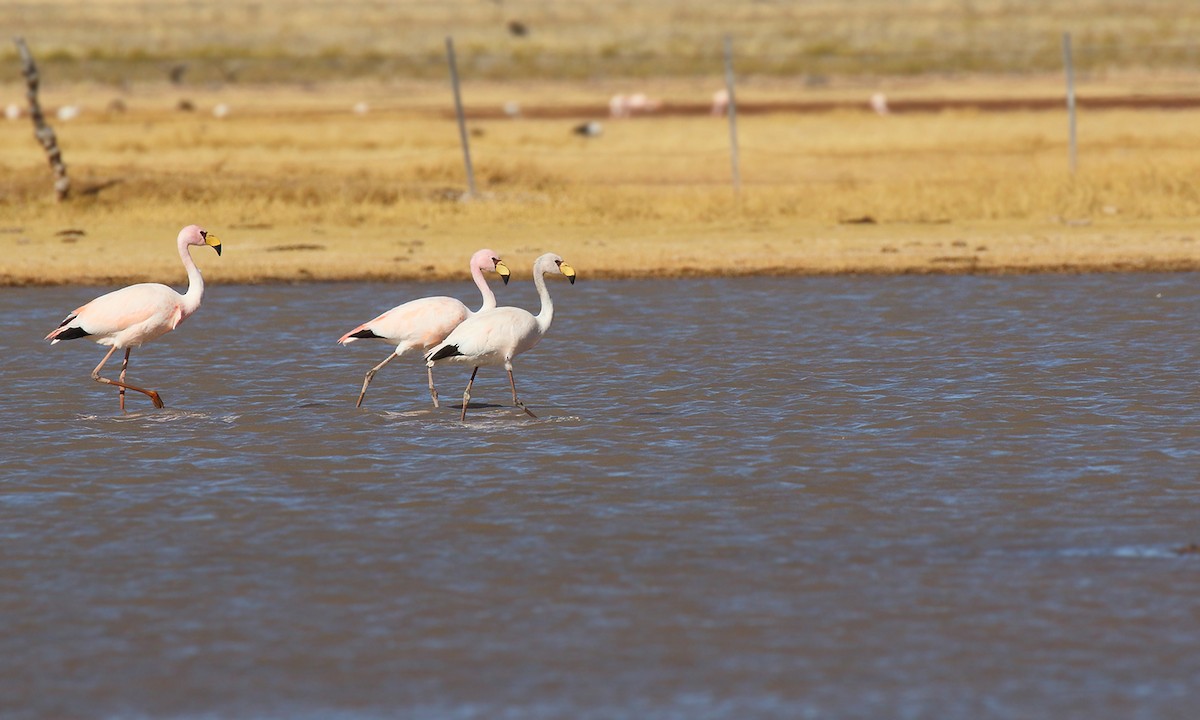 Puna Flamingosu - ML619739435