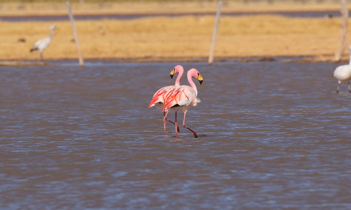 James's Flamingo - ML619739436