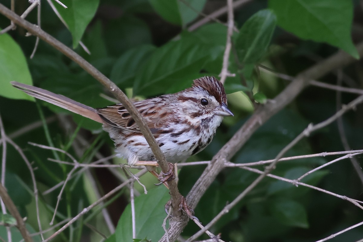 Song Sparrow - ML619739450