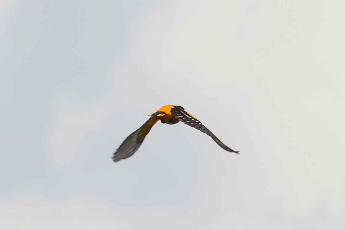 Baltimore Oriole - ML619739458