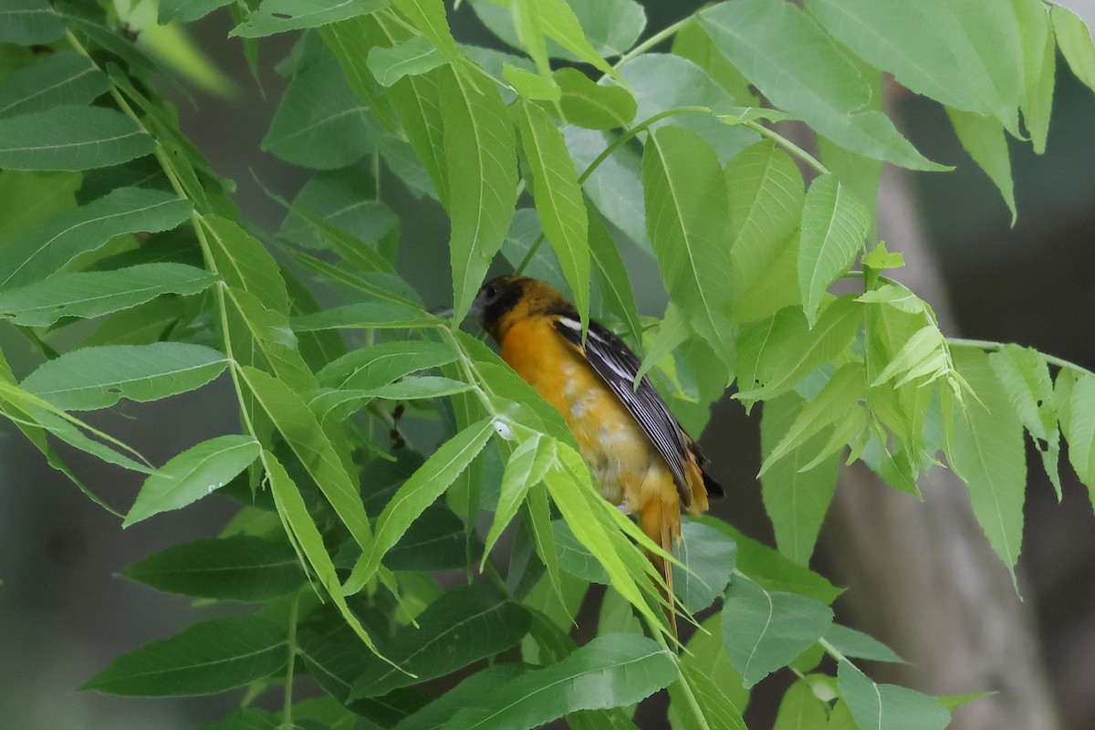 Baltimore Oriole - ML619739459