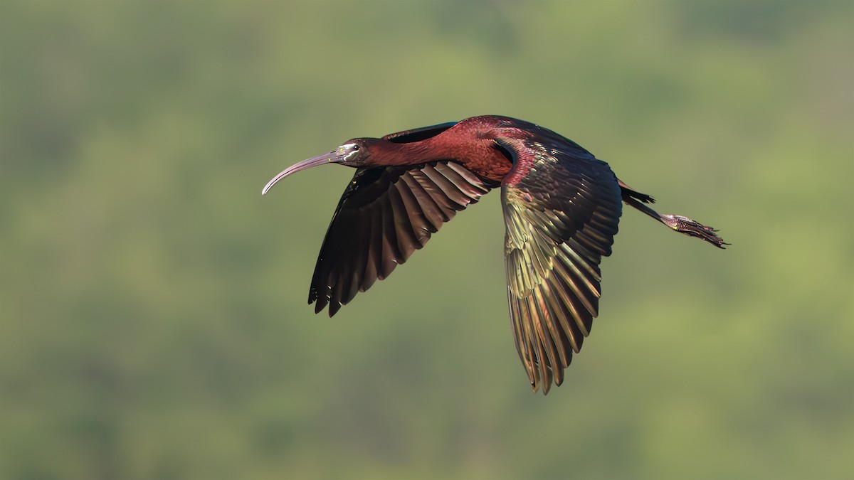 Glossy Ibis - ML619739482