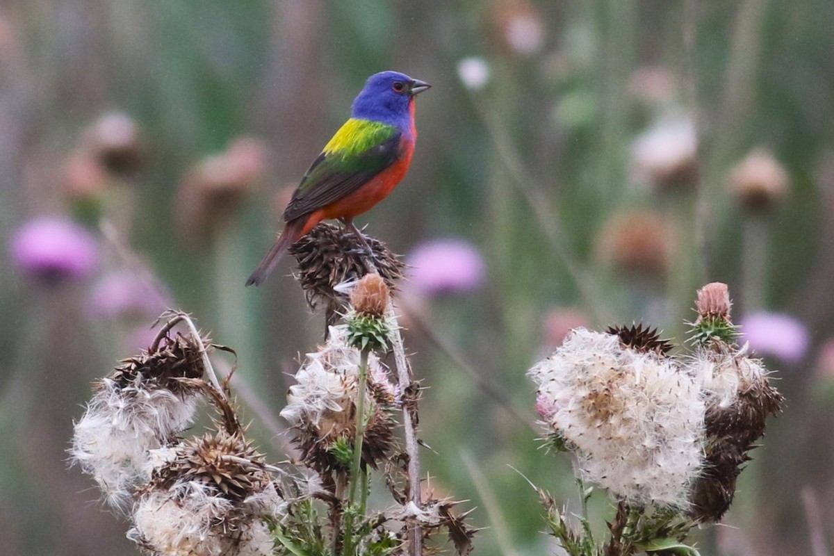 Painted Bunting - ML619739486