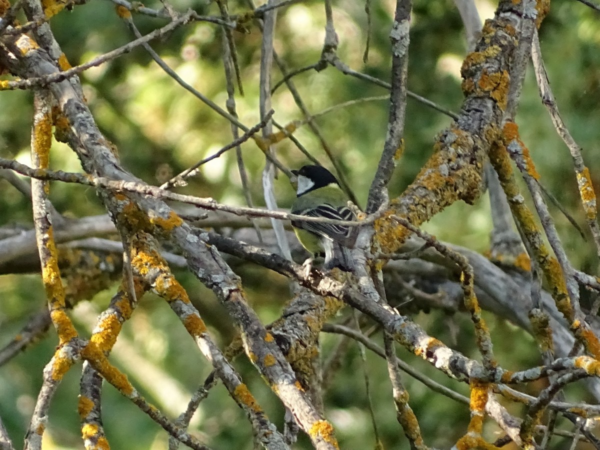 Great Tit - ML619739490