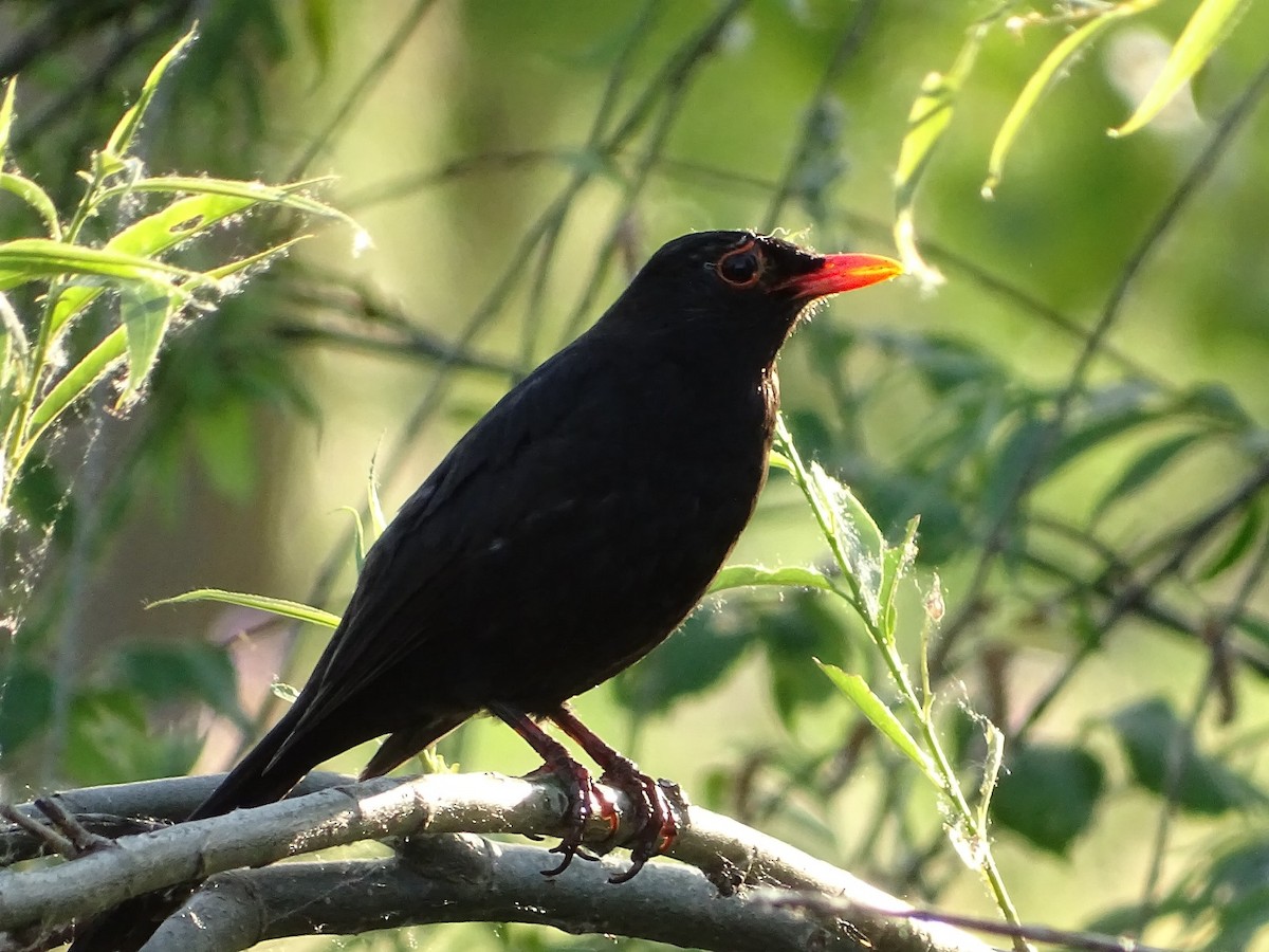 Eurasian Blackbird - ML619739501