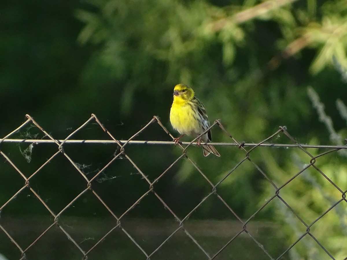European Serin - ML619739529