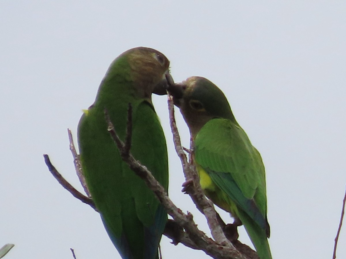 Brown-throated Parakeet - ML619739544