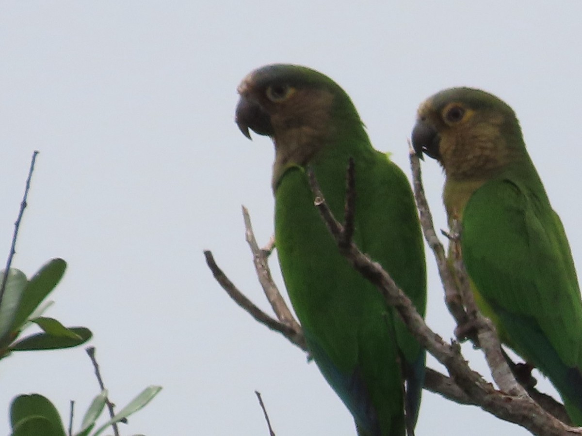 Brown-throated Parakeet - ML619739545