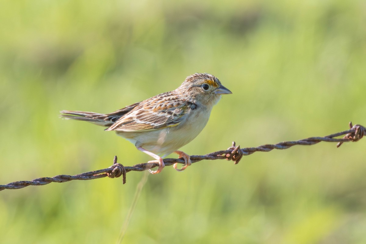 Grasshopper Sparrow - Miriam Baril