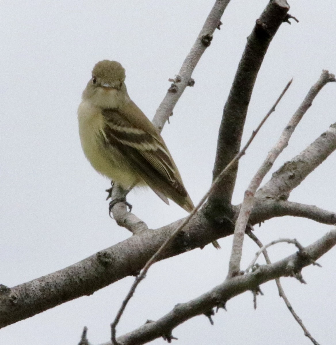 Alder Flycatcher - ML619739645