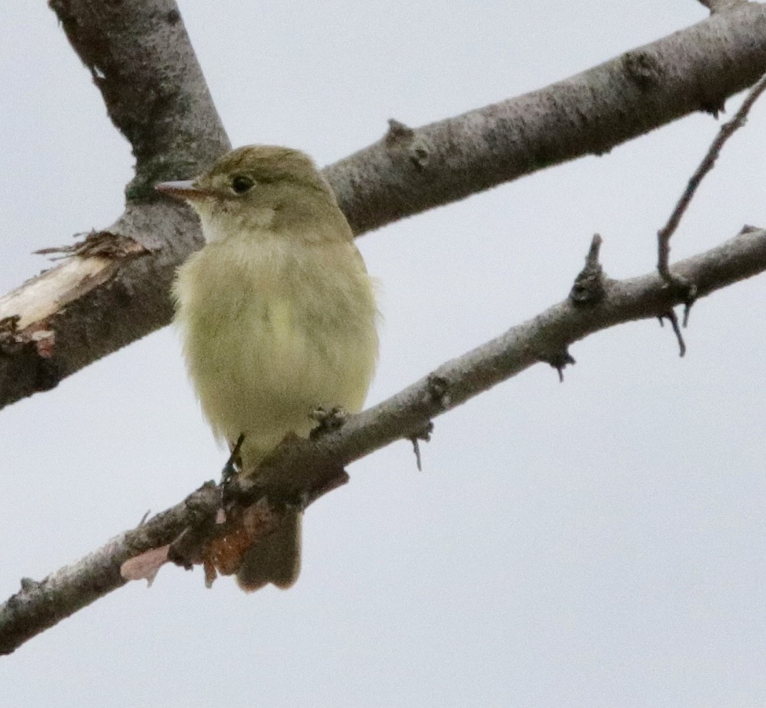 Alder Flycatcher - ML619739646