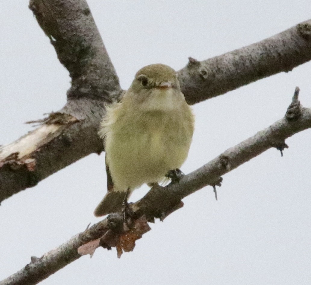 Alder Flycatcher - ML619739647