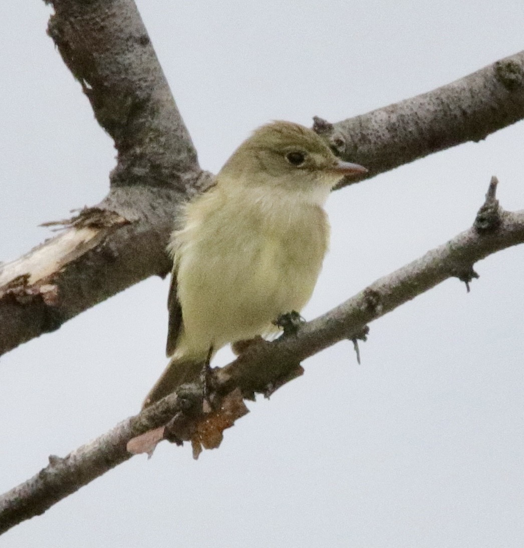 Alder Flycatcher - ML619739648