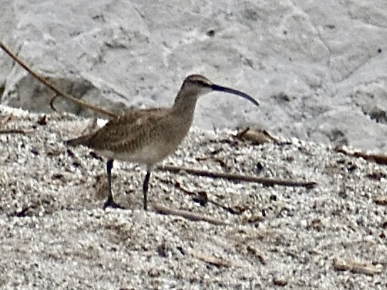 Whimbrel - ML619739655