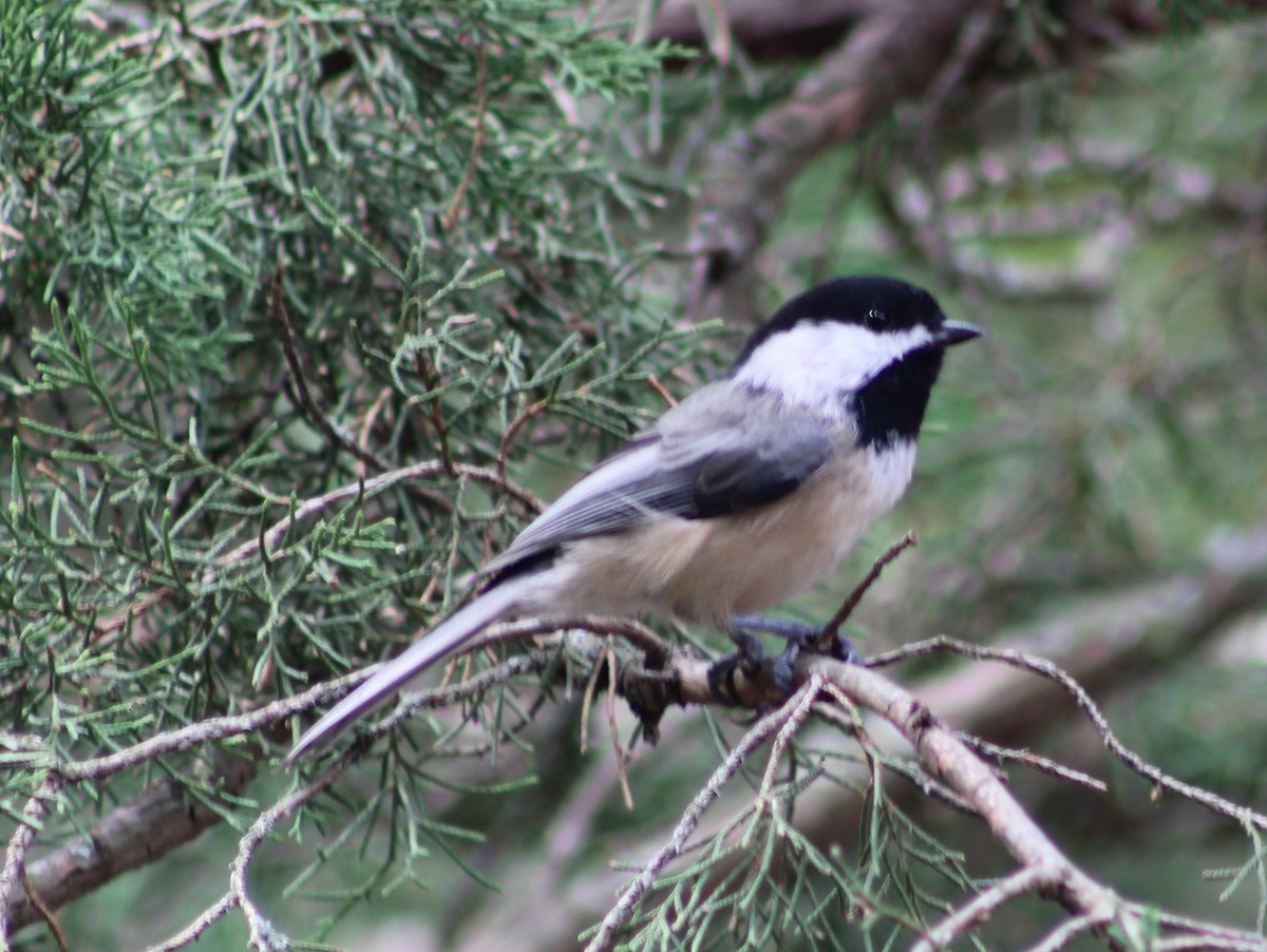 Black-capped Chickadee - Cindy Harness