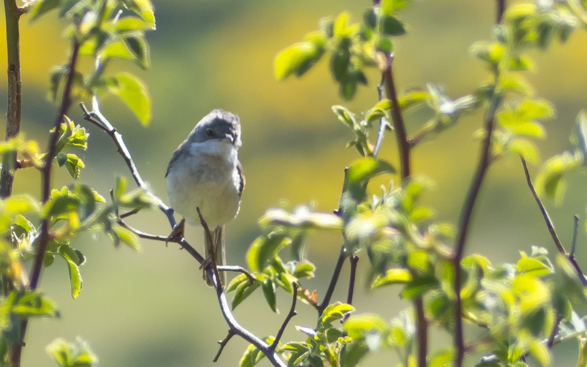 Greater Whitethroat - ML619739714