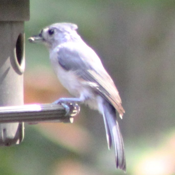 Tufted Titmouse - Cindy Harness