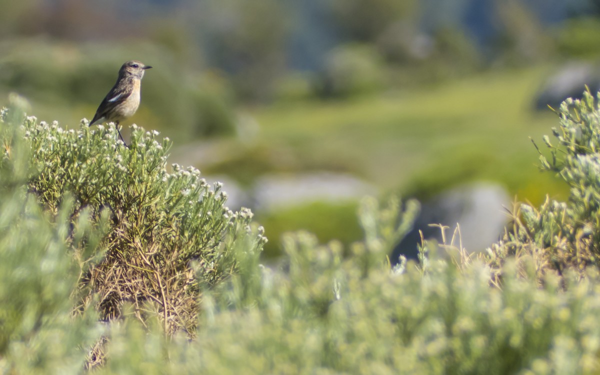 European Stonechat - ML619739728