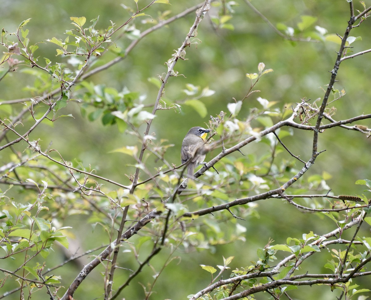 Yellow-breasted Chat (virens) - ML619739731