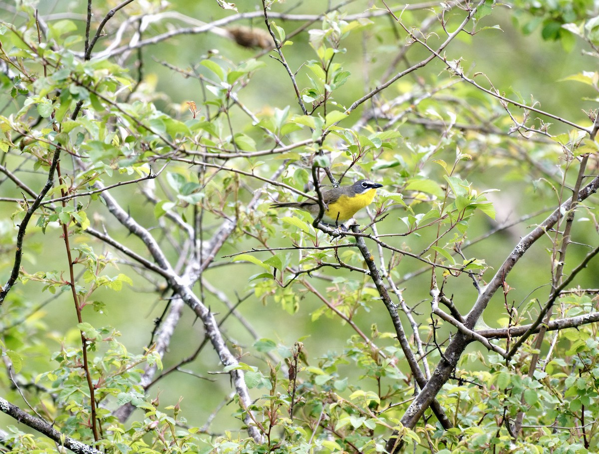 Yellow-breasted Chat (virens) - ML619739732