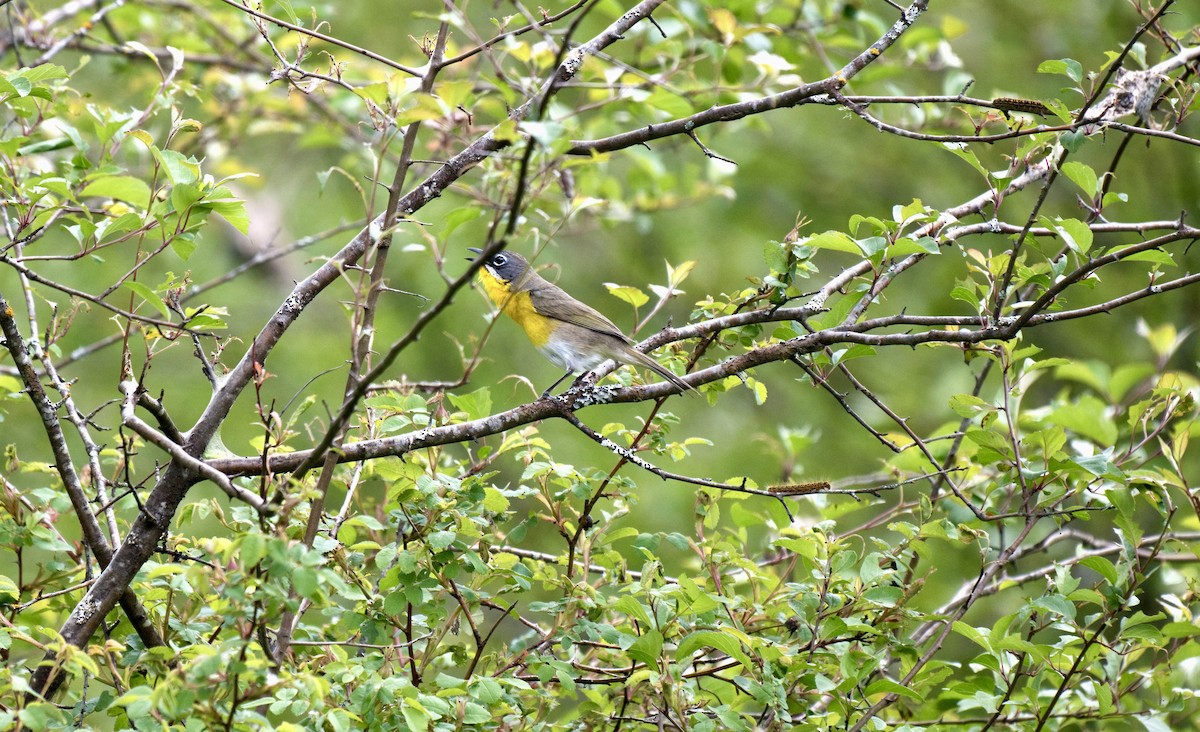 Yellow-breasted Chat (virens) - ML619739733