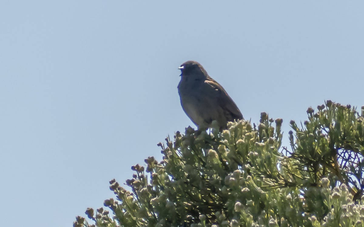 Dunnock - ML619739736