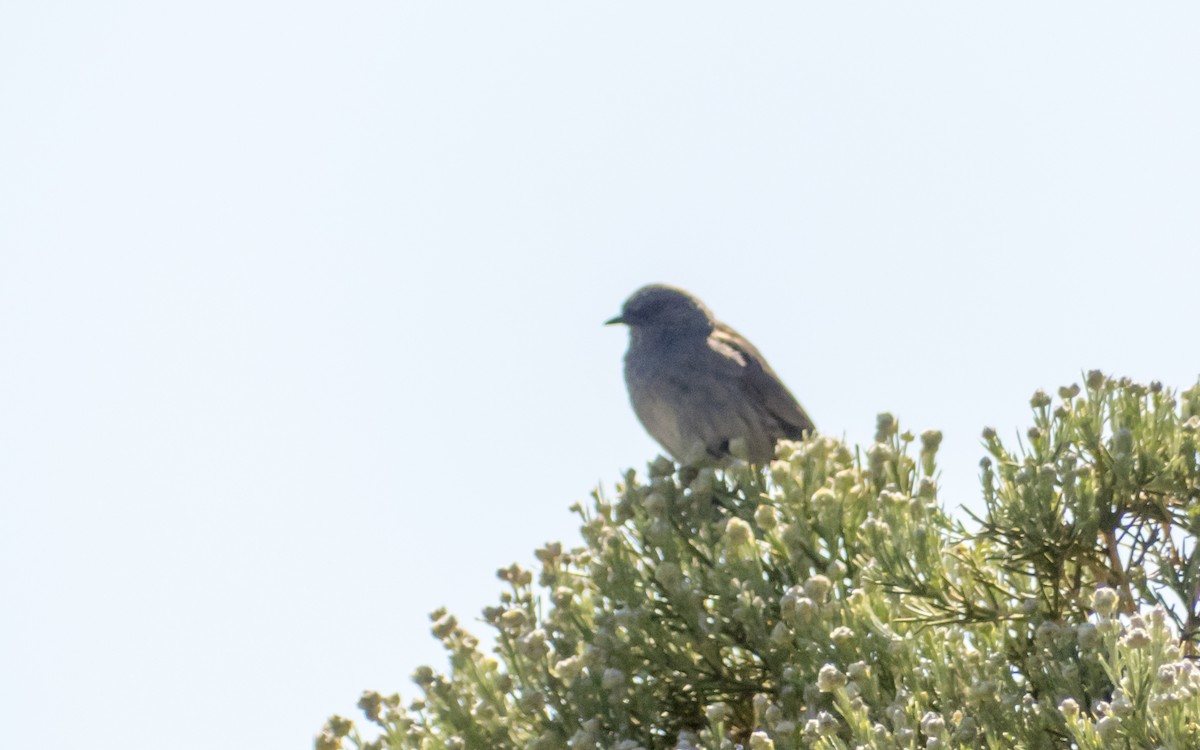 Dunnock - ML619739738