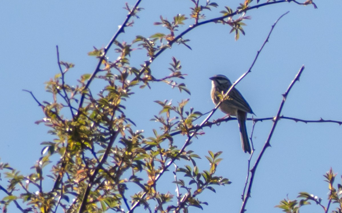 Rock Bunting - ML619739745