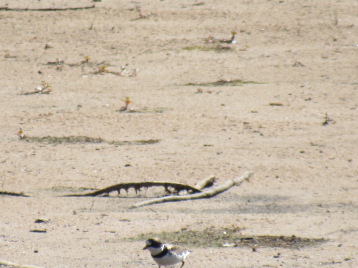 Semipalmated Plover - ML619739759