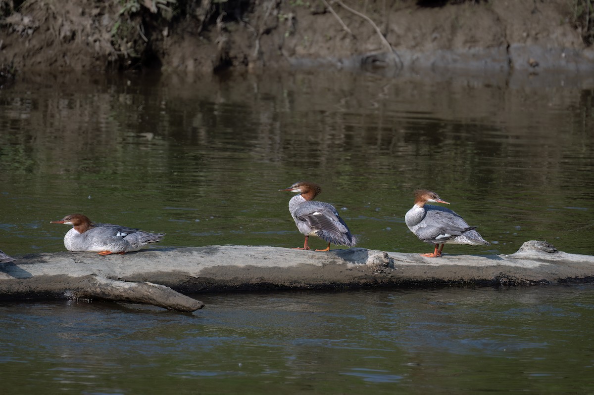 Common Merganser - ML619739761