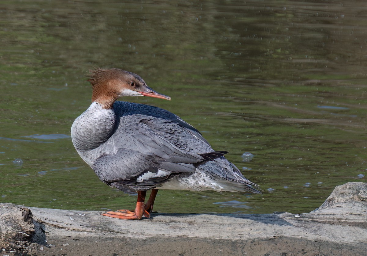 Common Merganser - ML619739766