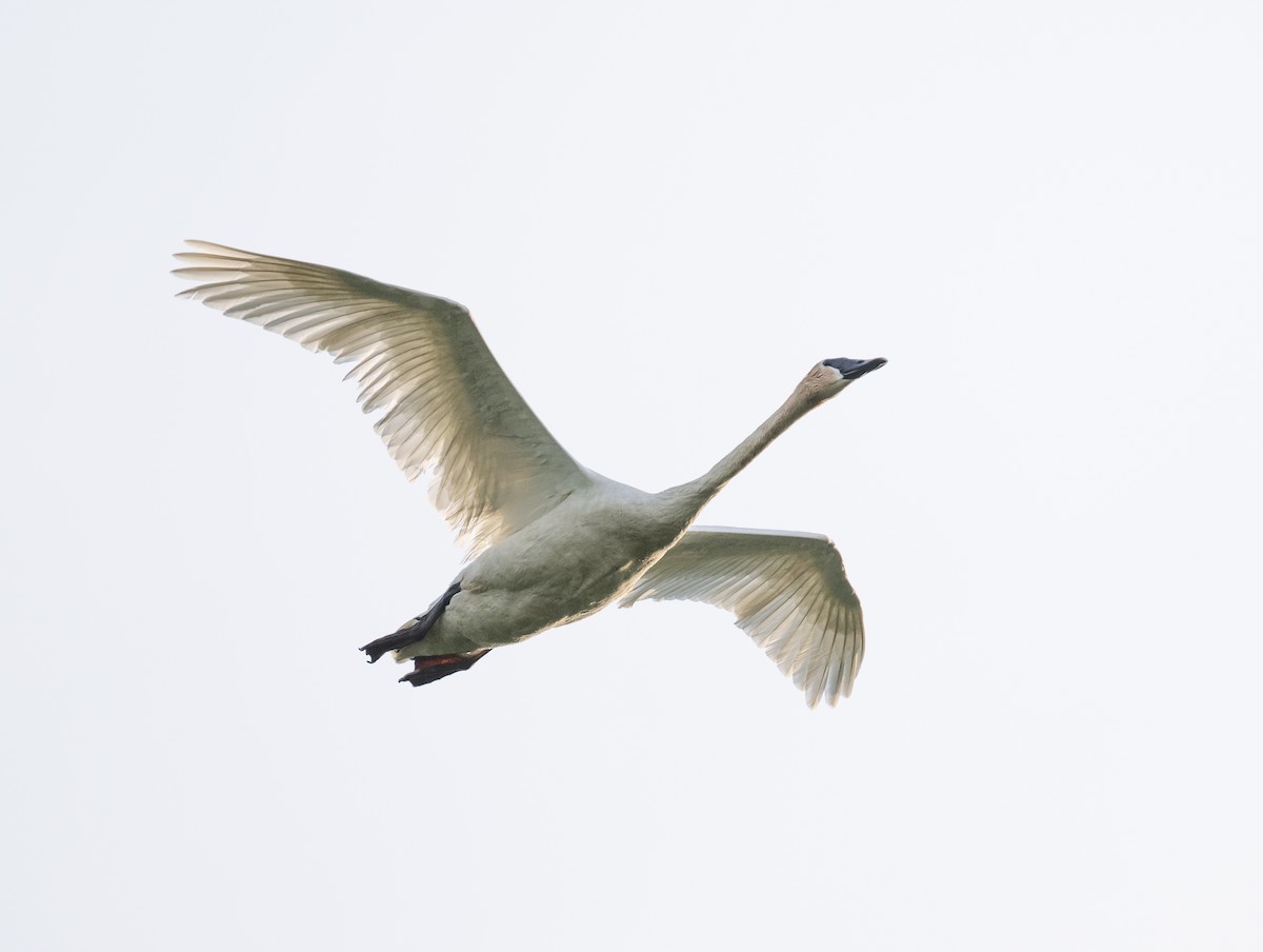 Trumpeter Swan - Marc Regnier