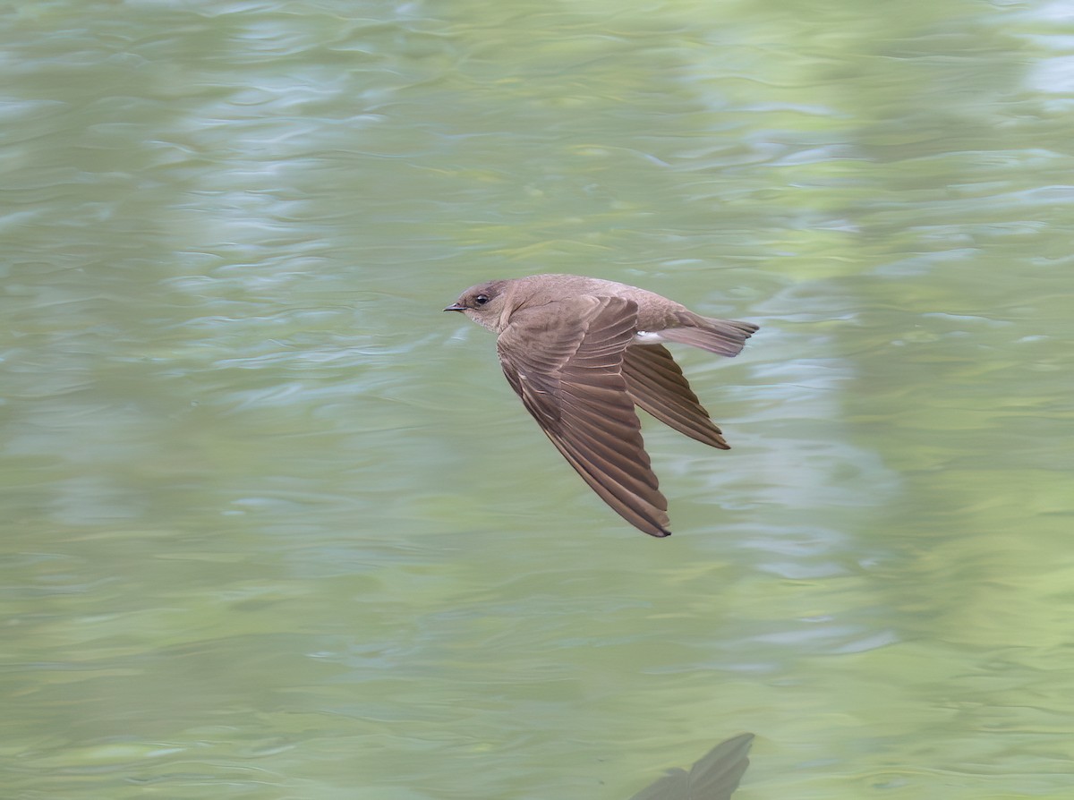 Northern Rough-winged Swallow - Marc Regnier