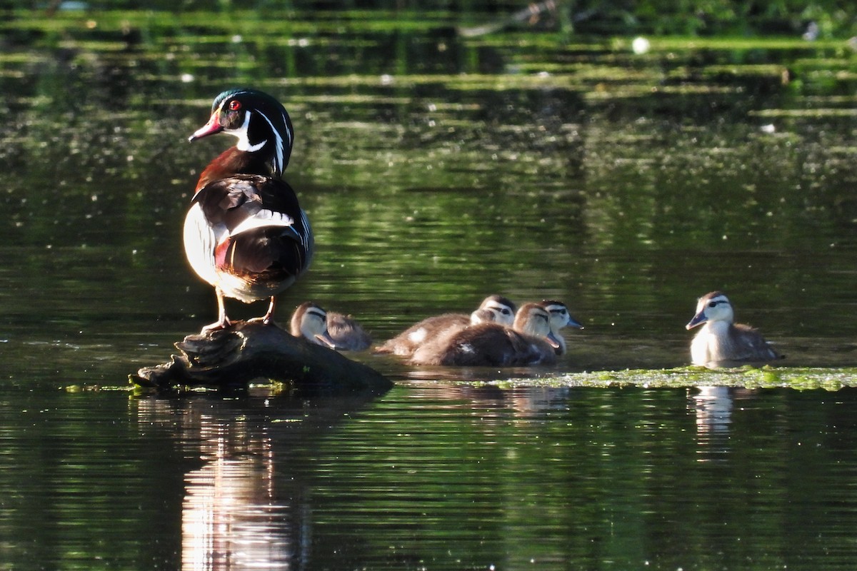 Wood Duck - ML619739780