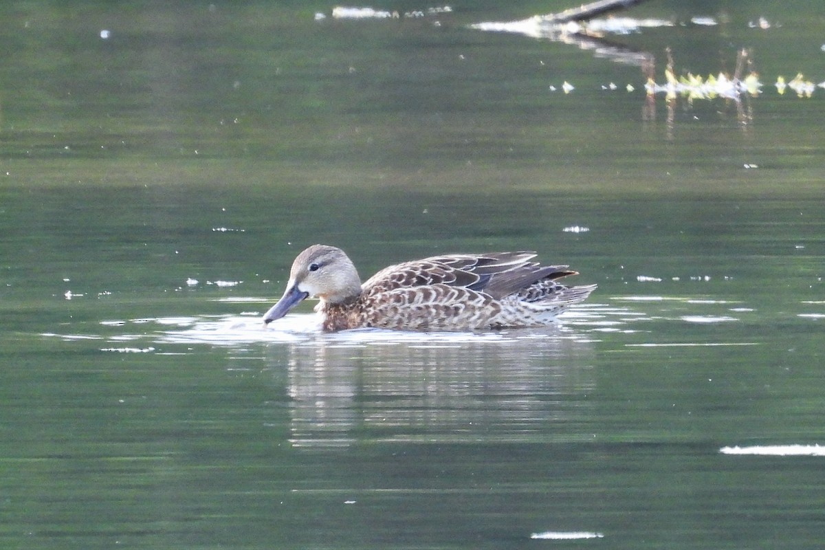 Blue-winged Teal - ML619739784